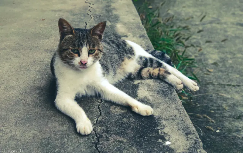 湘潭 · 野猫