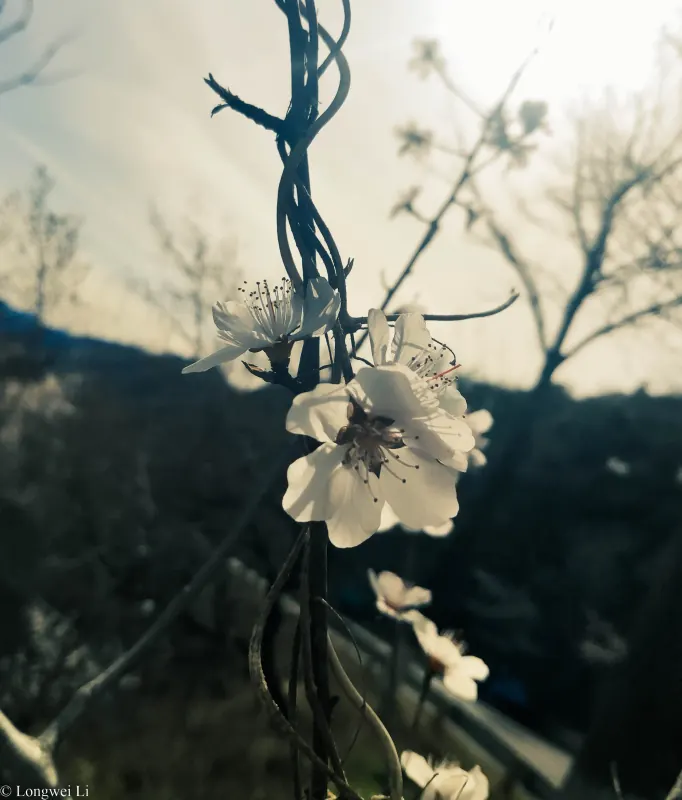 长城 · 春光