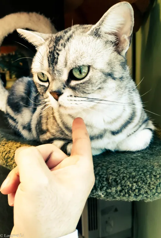 猫咖 · 傲娇