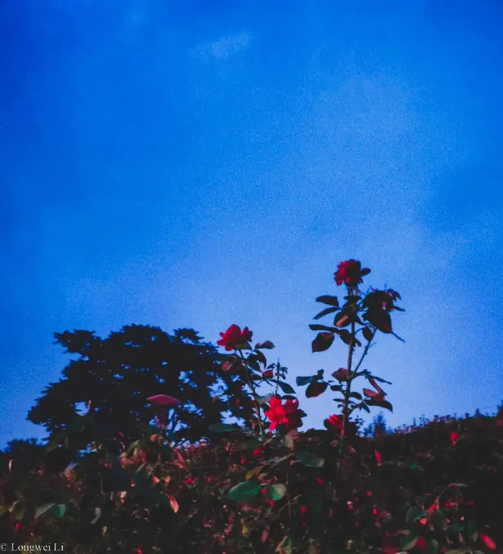 亦庄 · 繁花