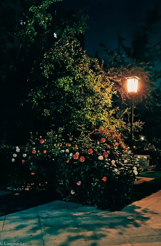 亦庄 · 灯下花影