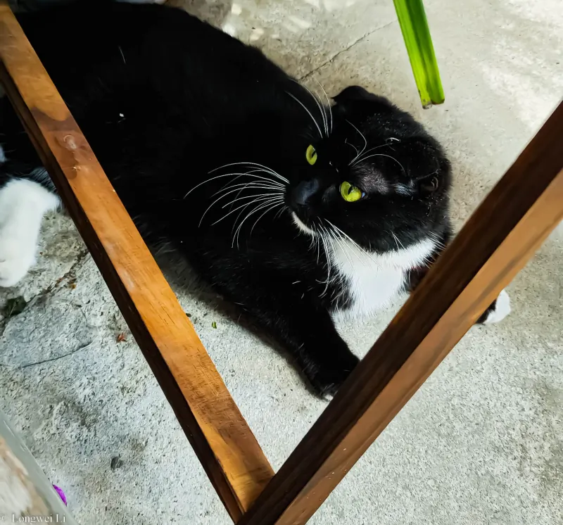 芒市 · 胆小猫