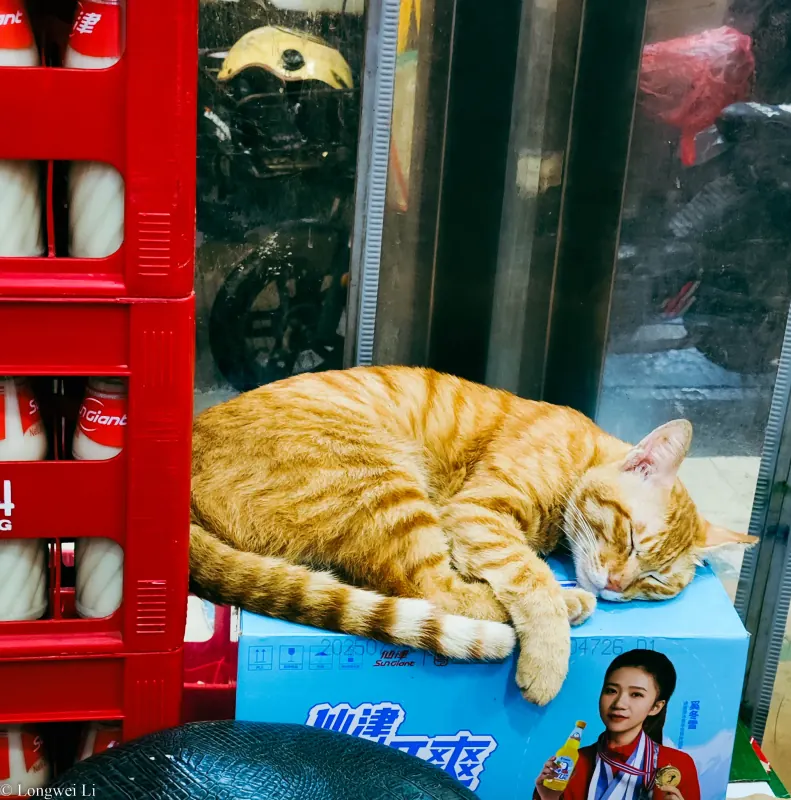 深圳 · 闹市懒猫不营业